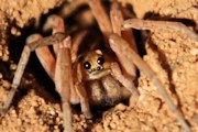 Wolf Spider (zb) (Lycosidae sp)